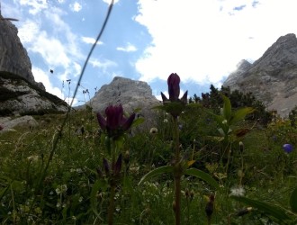 Enzianwiesen hinter der Hütte