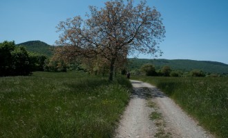 Lokev: am Weg zum Kokos