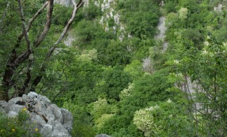 die Einbruchdoline