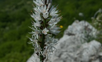 die Kargheit täuscht: Weisser Affodil...