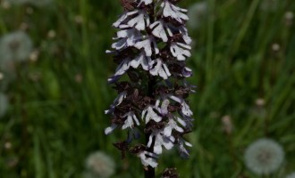...grosse Orchideen...