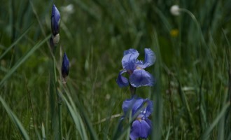 ...Iris unvermutet im Karst!