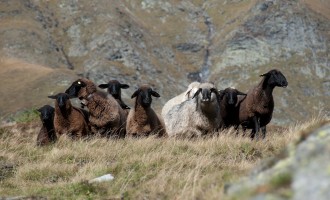 Schafe auf halber Höhe, bereits über der Waldgrenze