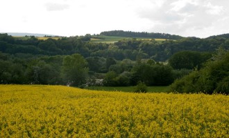 raps bei albungen